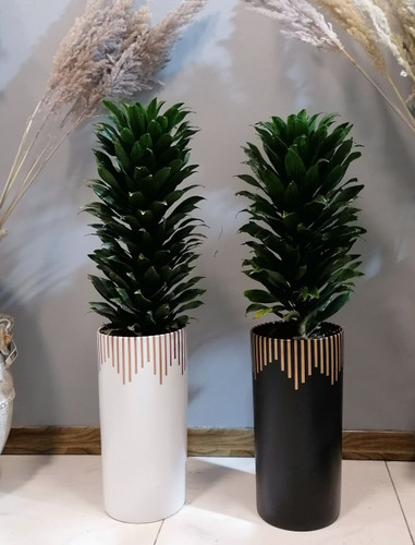 گیاه طبیعی دراسنا کامپکت بلند با گلدان سرامیک مجموعه 2عددی