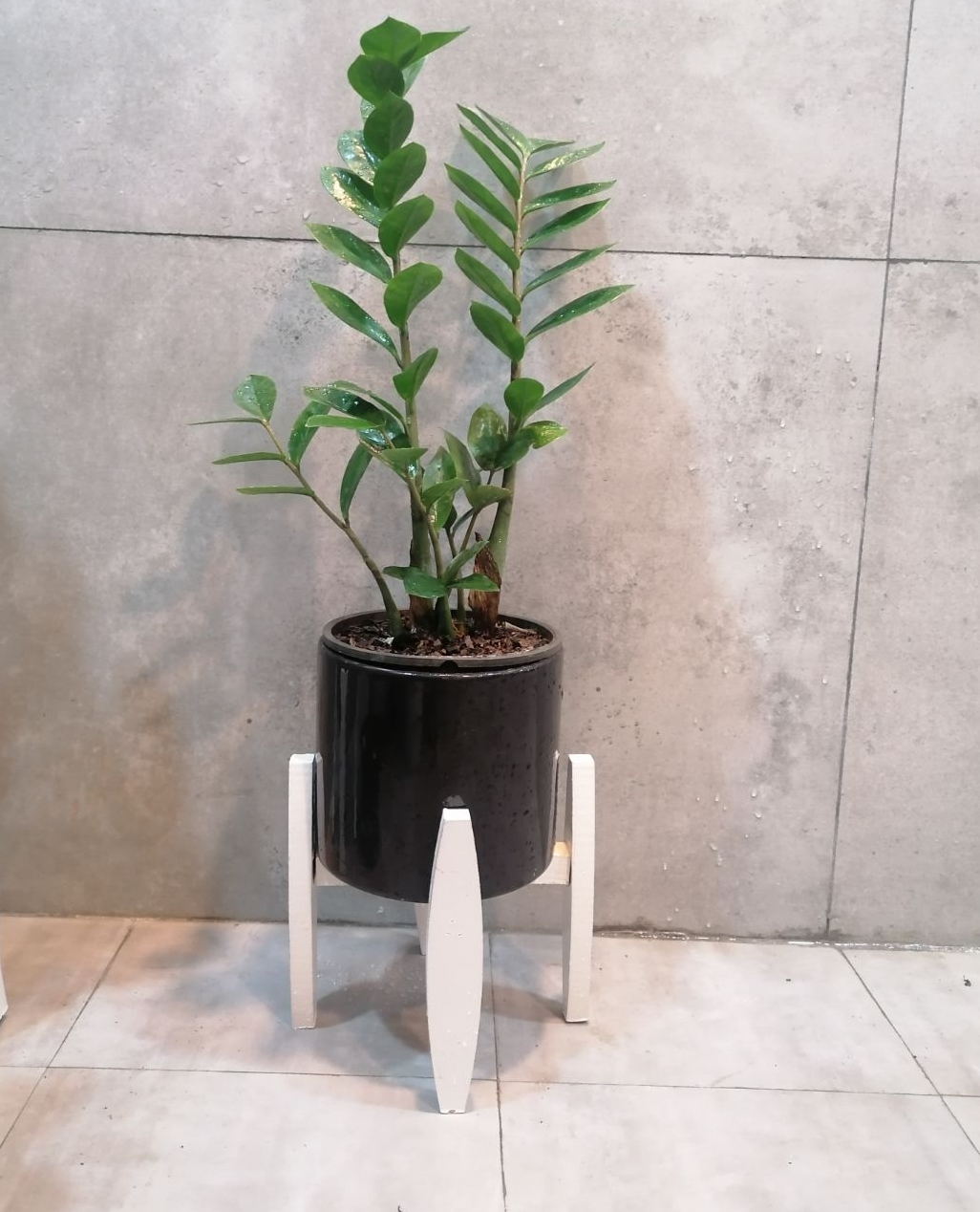 گیاه طبیعی زاموفیلسا سبز با گلدان و پایه چوبی