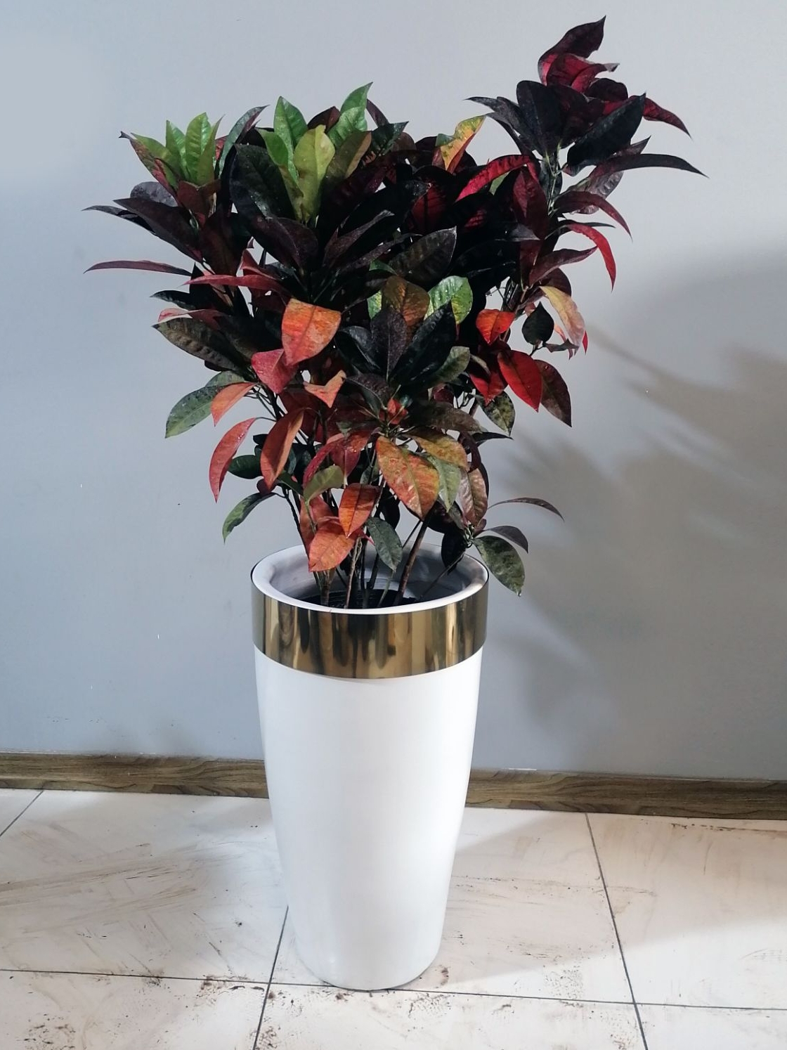 گیاه کروتن آکوبا با گلدان سفالی لوکس لبه استیل