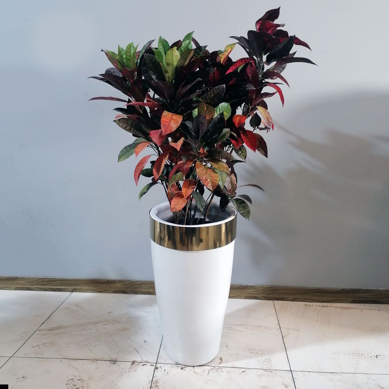 گیاه طبیعی کروتن آکوبا با گلدان لوکس طلایی