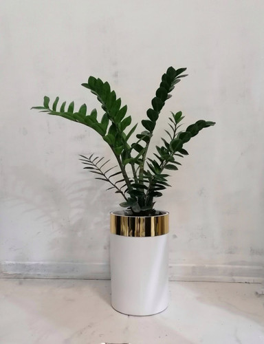 گیاه طبیعی  زاموفیلیا سبز به همراه گلدان لوکس طلایی