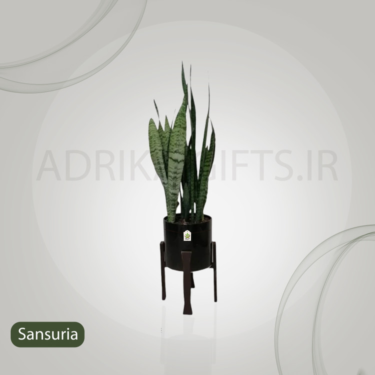گیاه طبیعی سانسوریا مدل 122