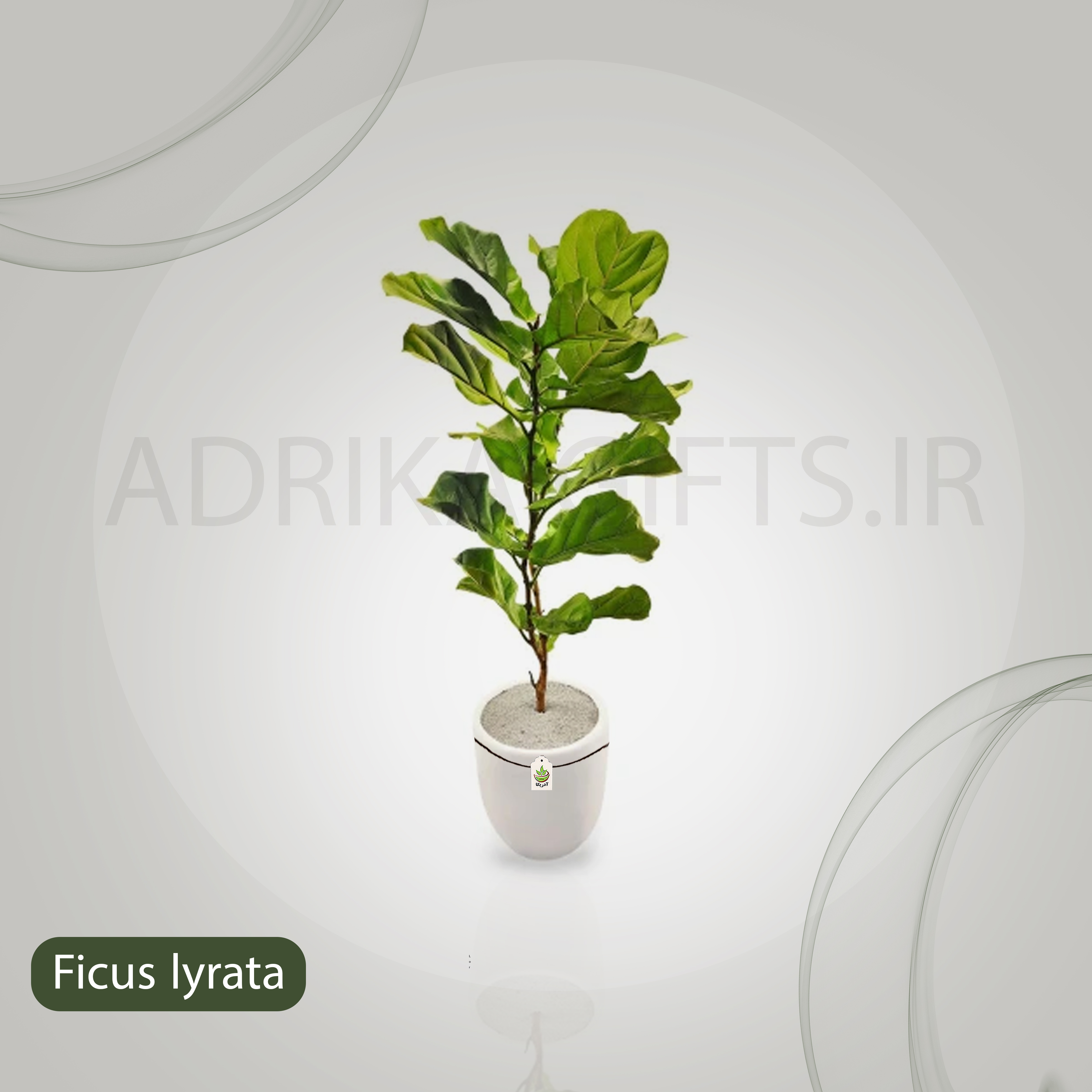 گیاه طبیعی فیکوس لیراتا یا آفریقایی مدل GTL132