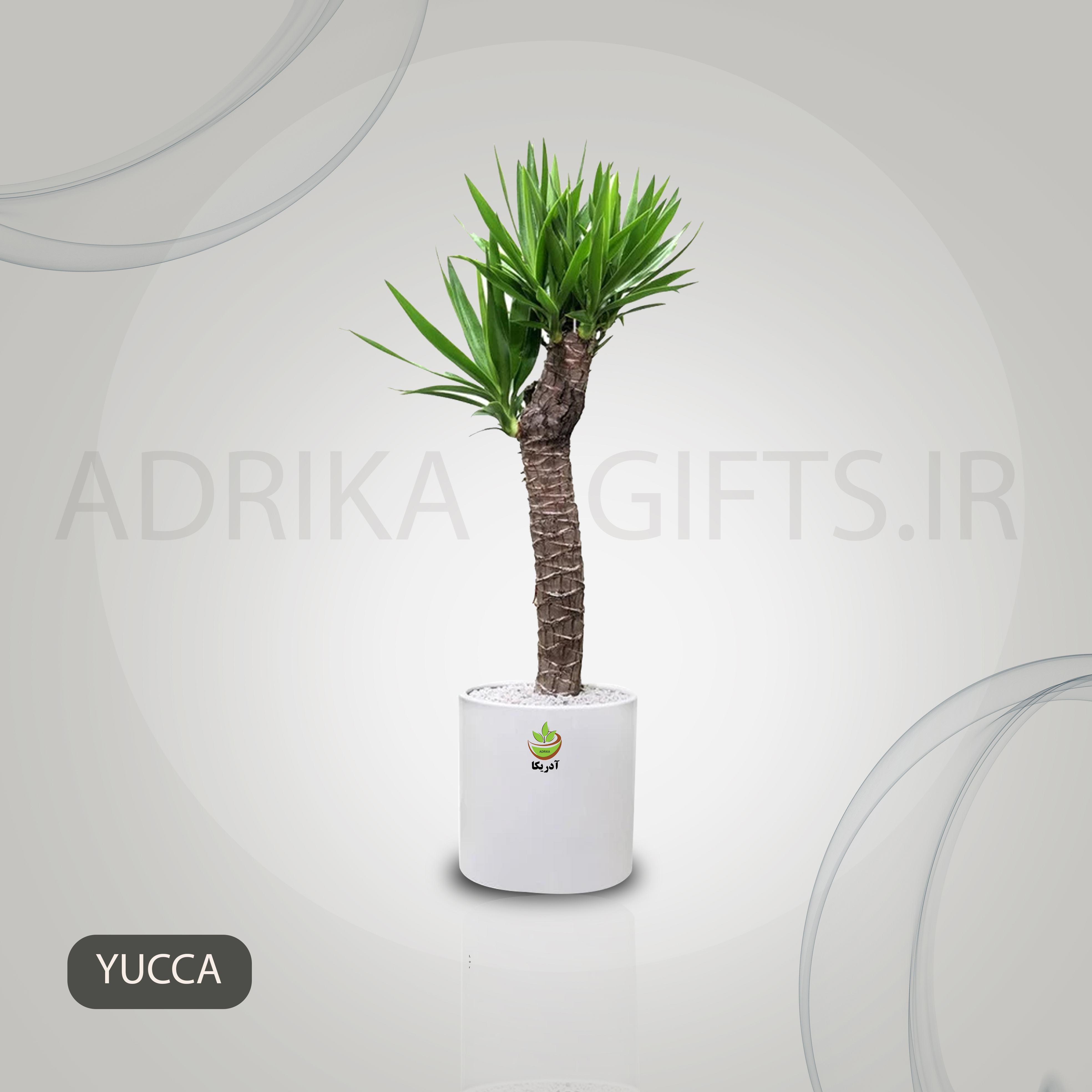 گیاه طبیعی یوکا با گلدان سرامیک