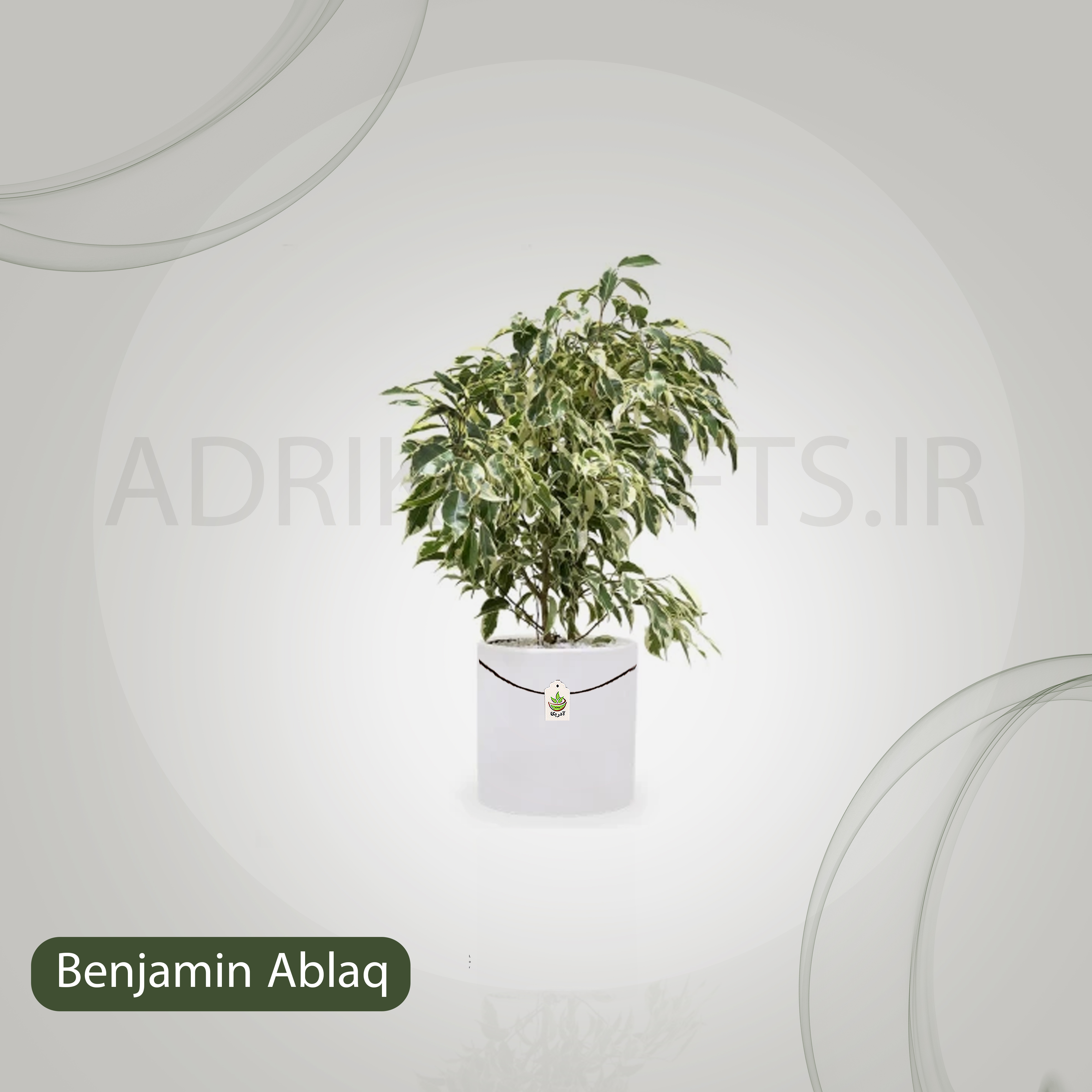 گیاه طبیعی بنجامین ابلق