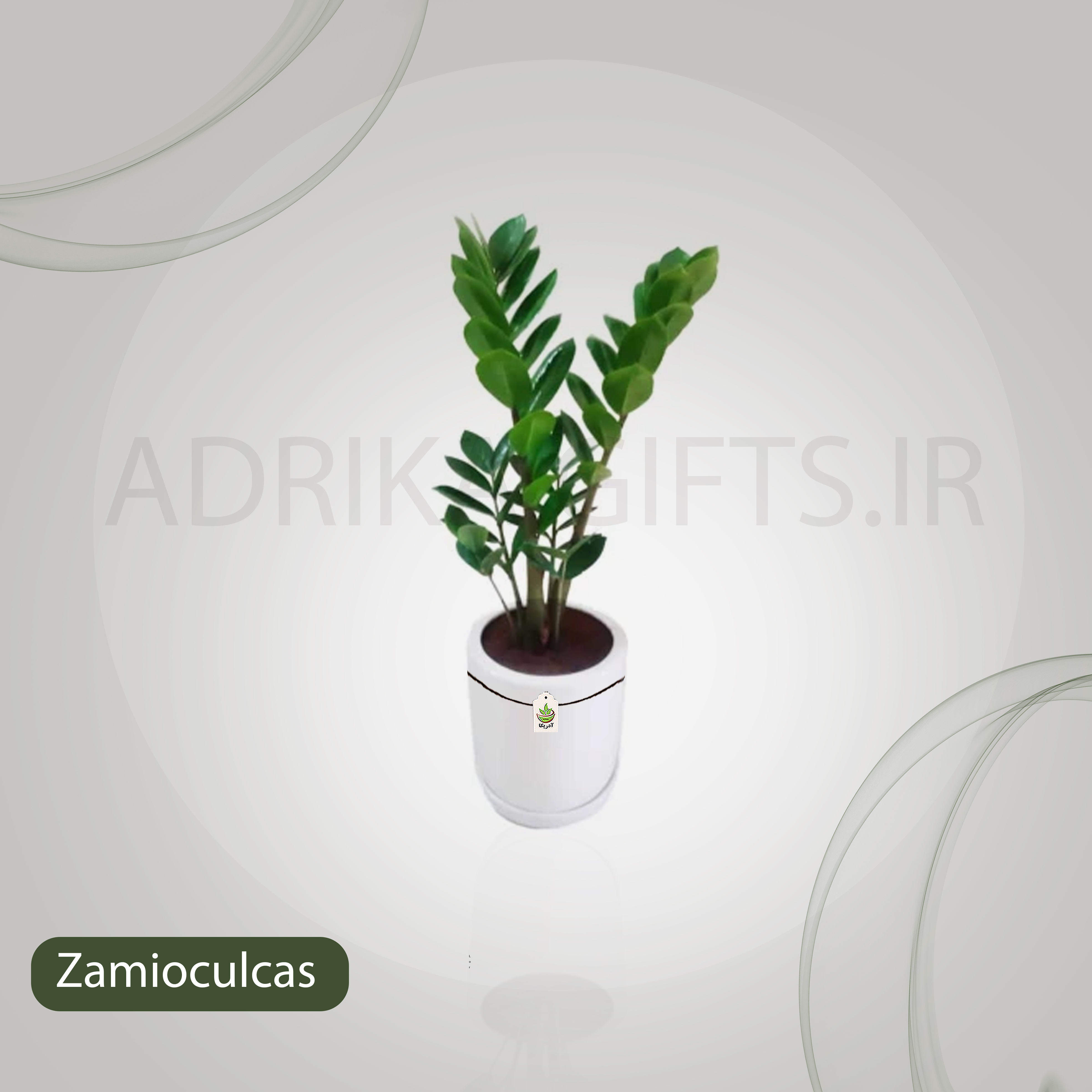 گیاه طبیعی زاموفیلیا مدل 12