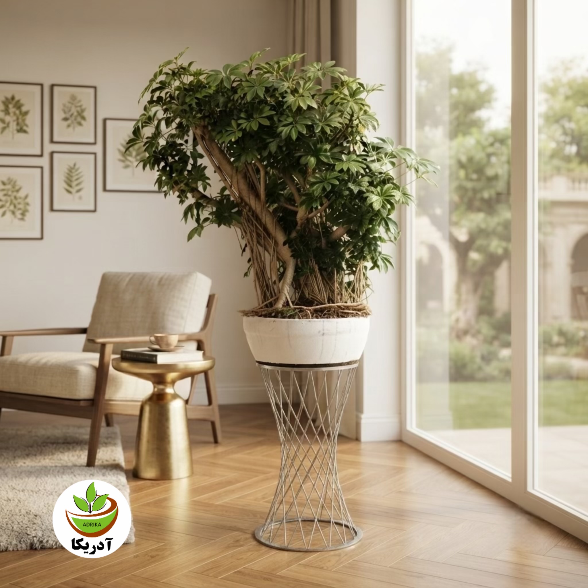 گیاه طبیعی بنسای شفلرا