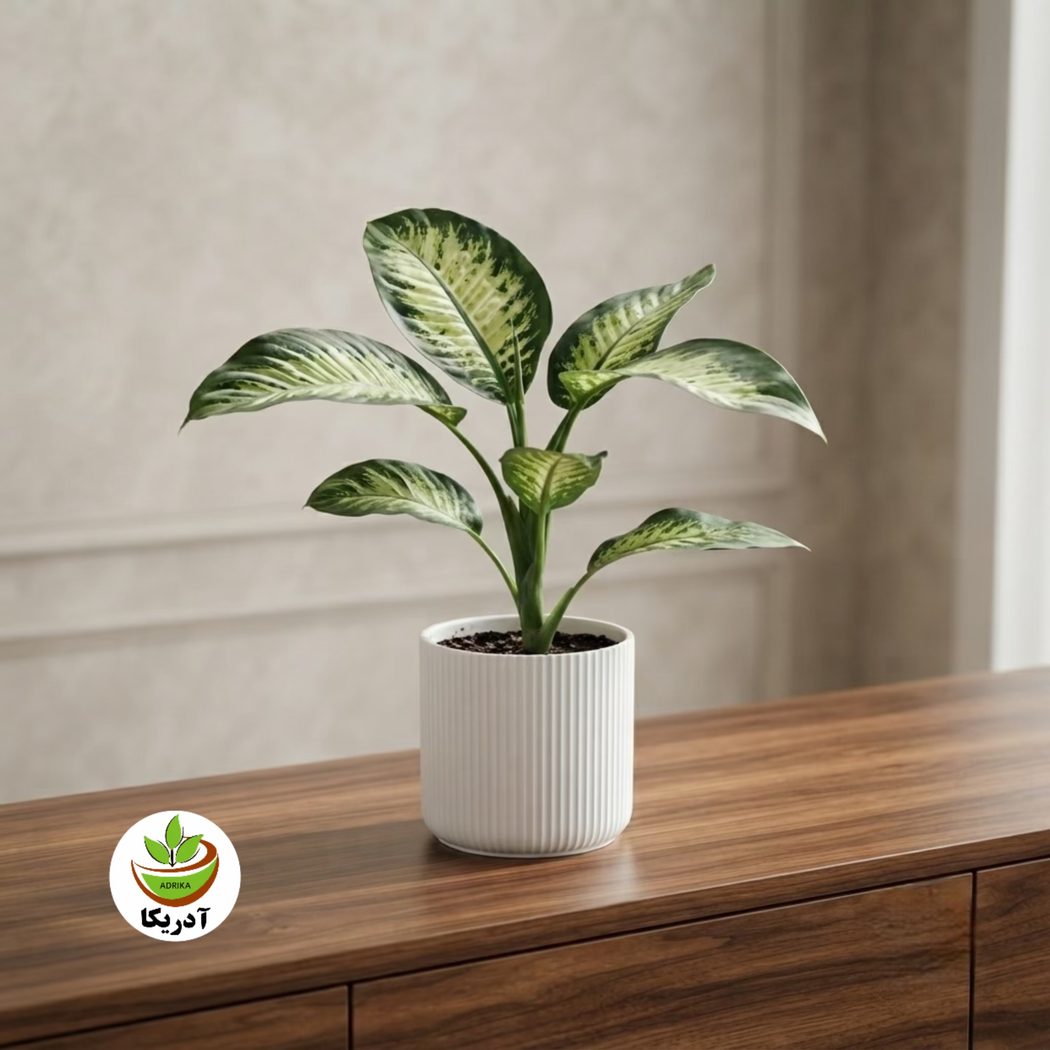 گیاه طبیعی دیفن باخیا با گلدان سرامیک