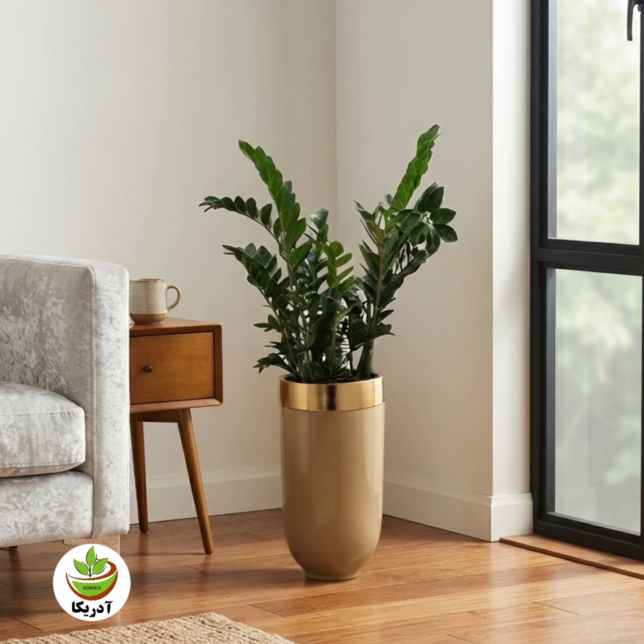 گیاه طبیعی زامیفولیا کد 5101