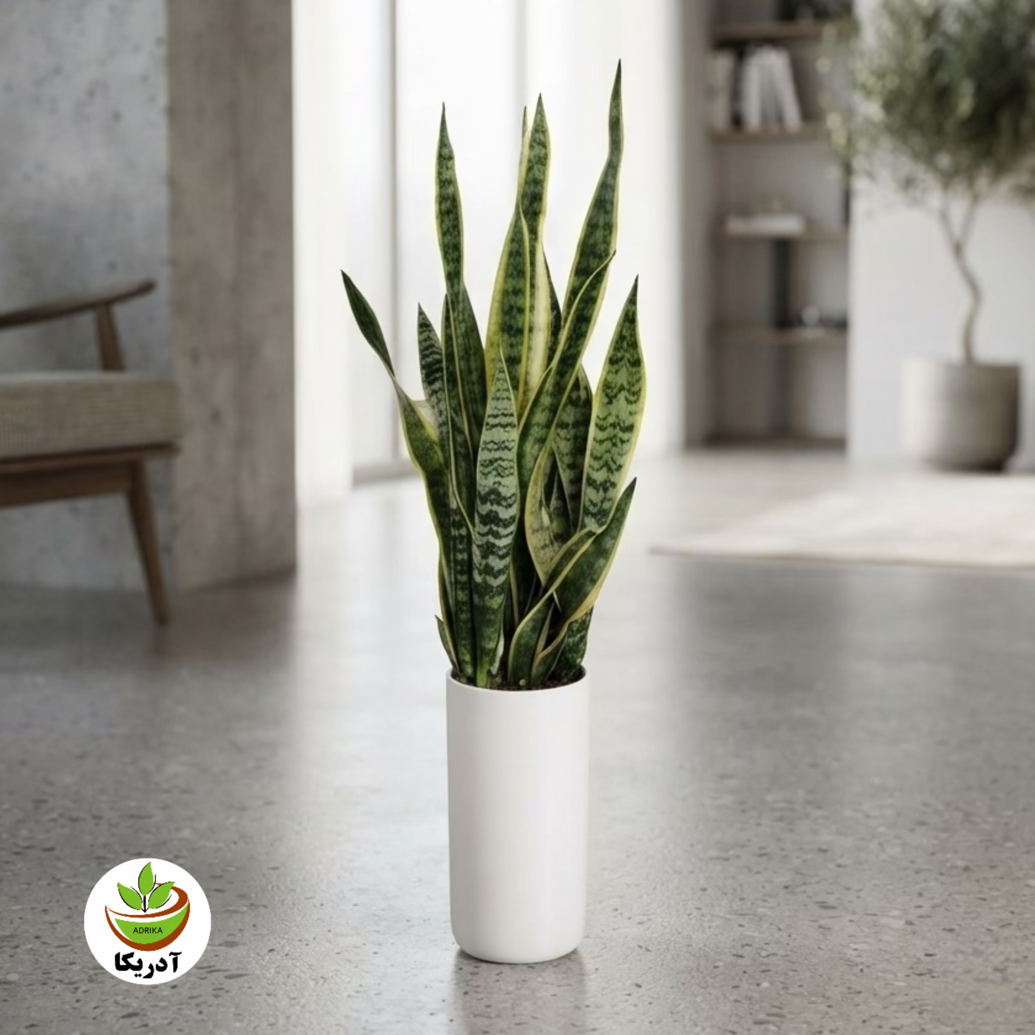 گیاه  طبیعی سانسوریا ابلق مدل 2203/5102
