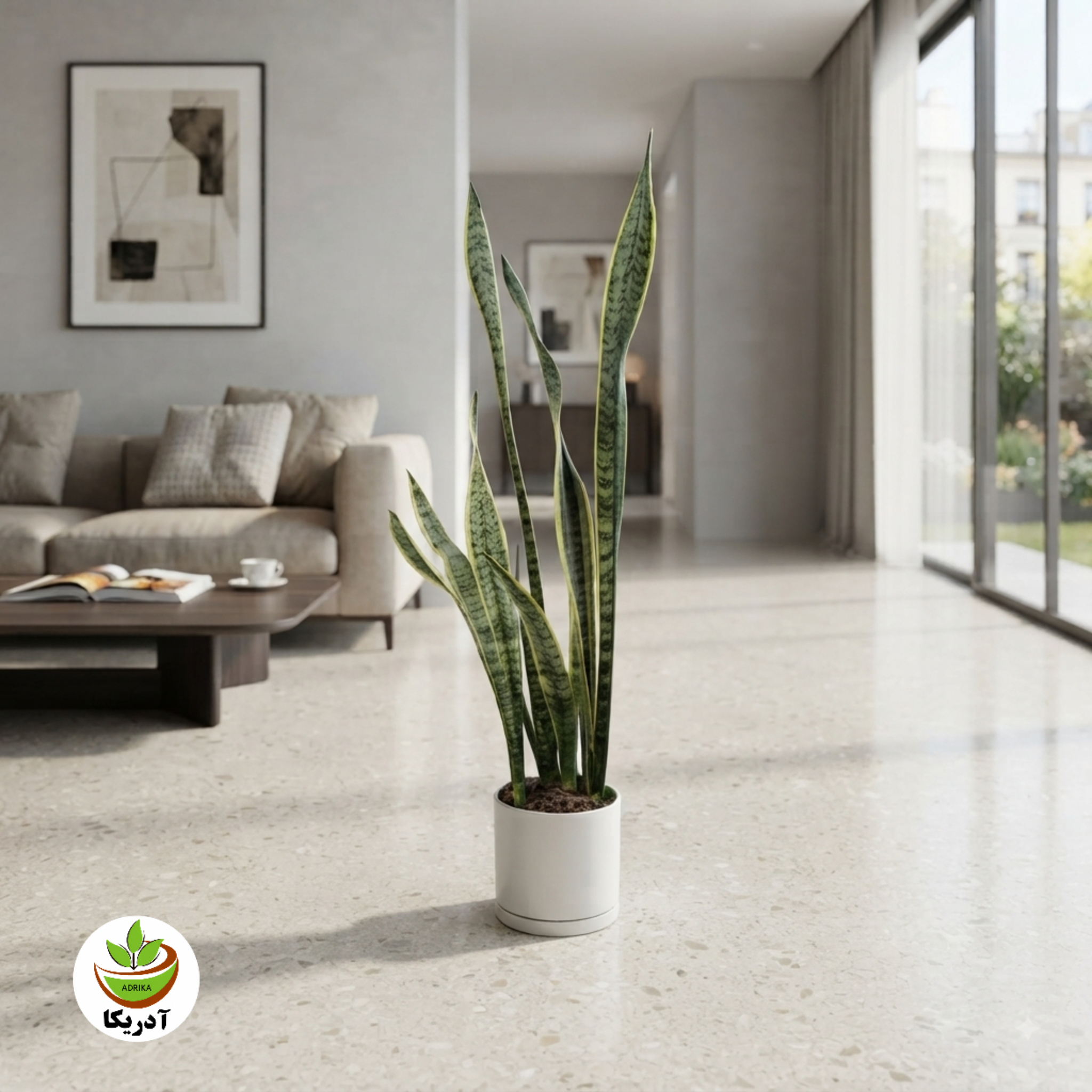 گیاه  طبیعی سانسوریا کد 2203-10223