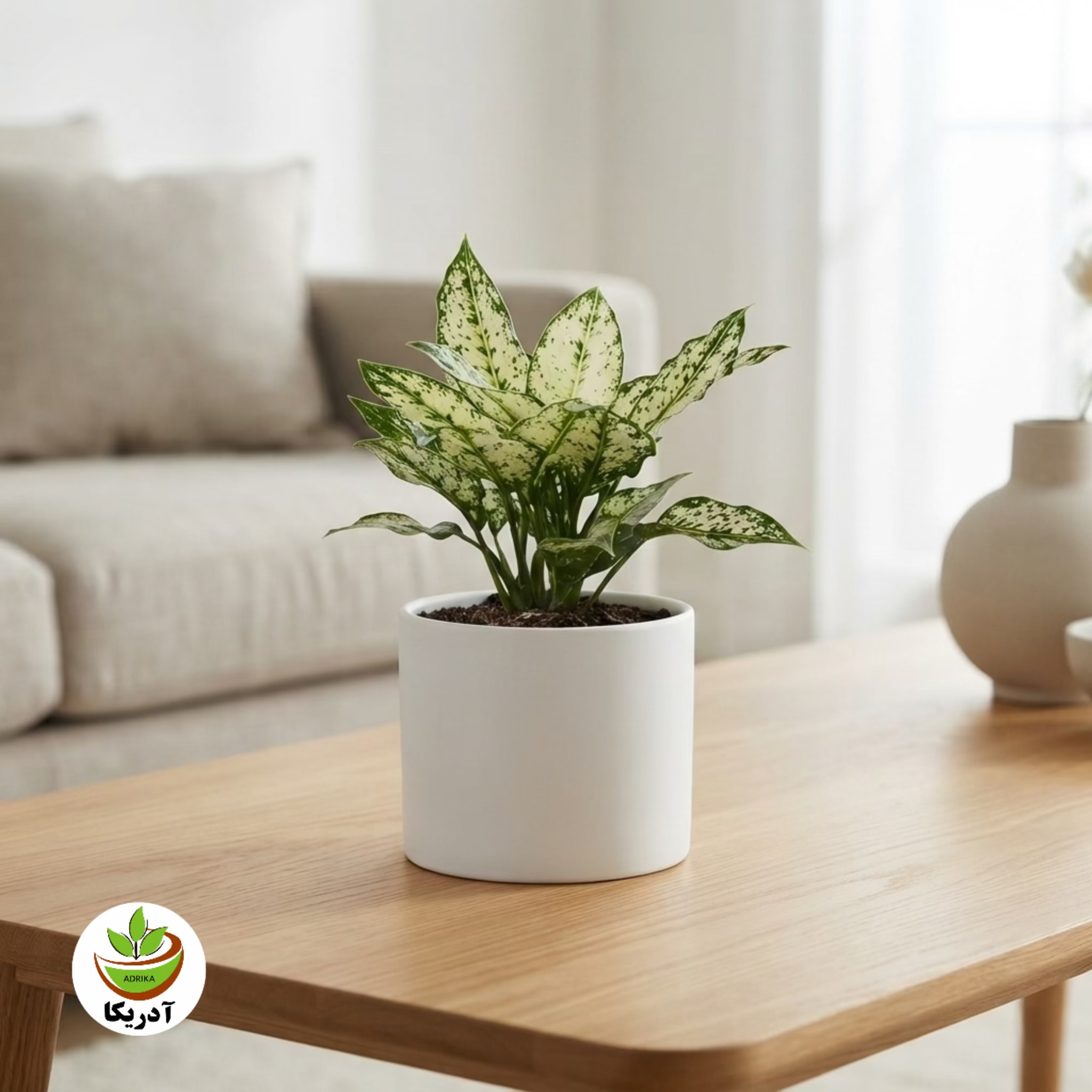 گیاه طبیعی آگلونما کد 10313/2203
