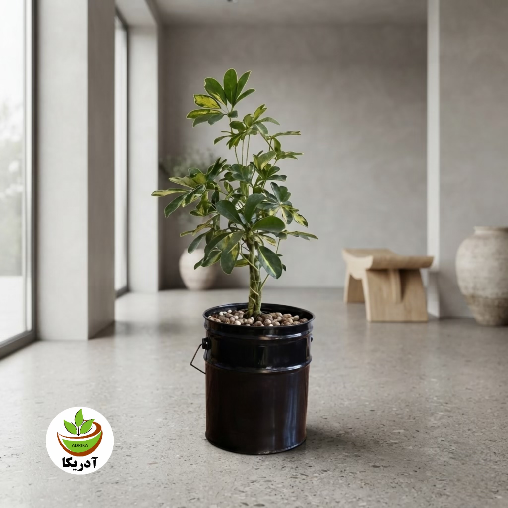 گیاه طبیعی شفلرا ابلق گل گیفت کد GP014