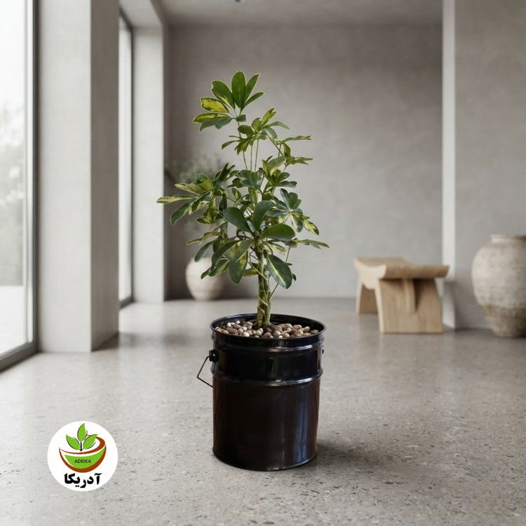 گیاه طبیعی شفلرا ابلق گل گیفت کد GP014
