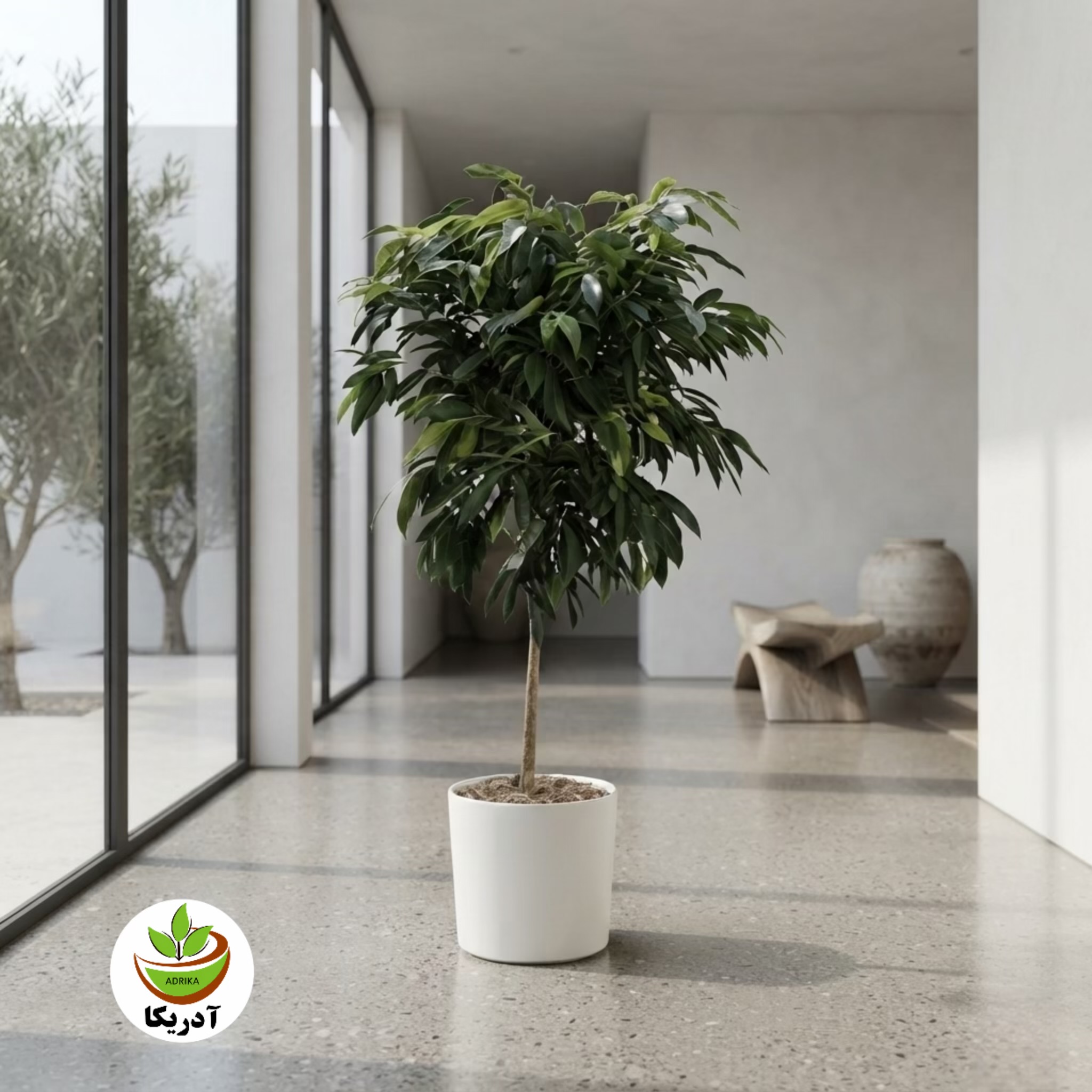 گیاه طبیعی بنجامین آمستل مدل کینگ کد AMS2