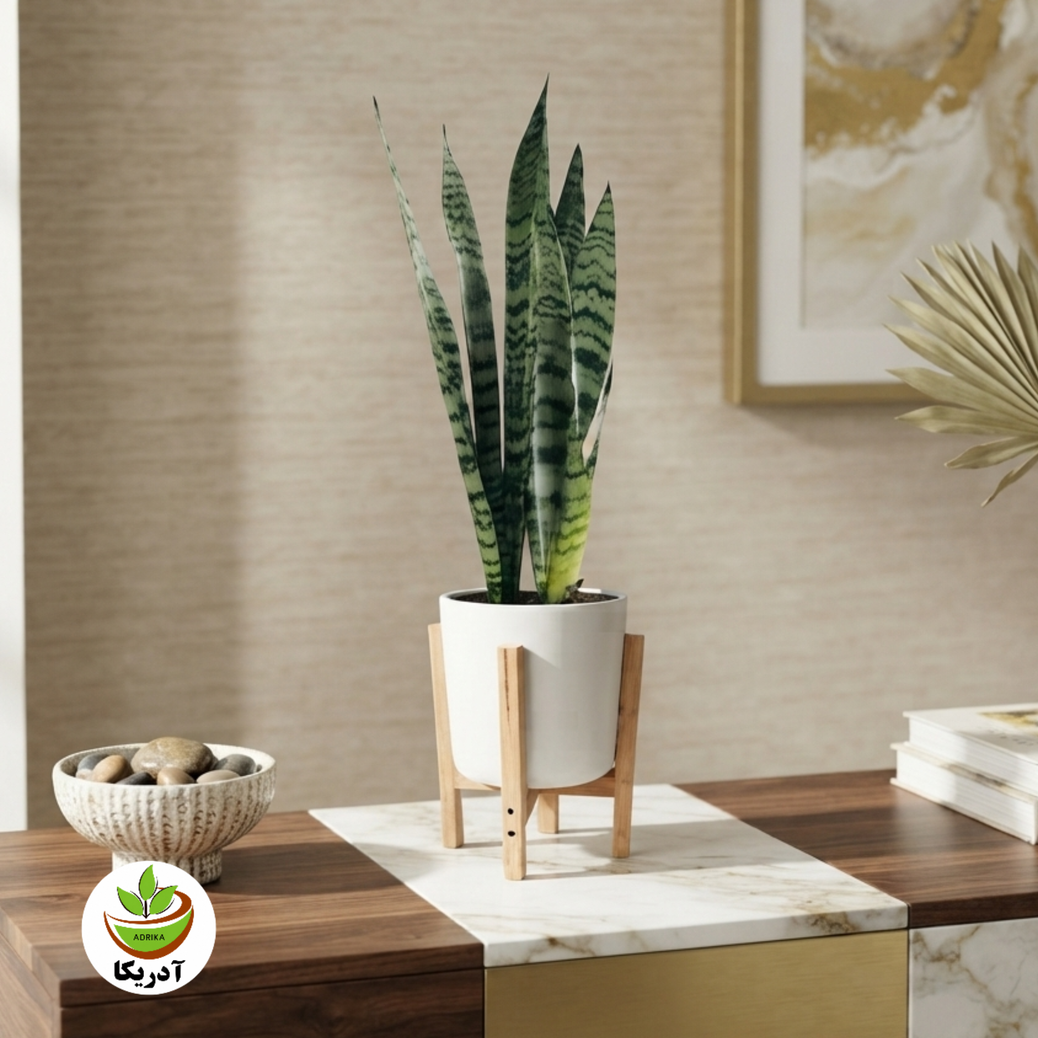 گیاه طبیعی سانسوریا ابلق