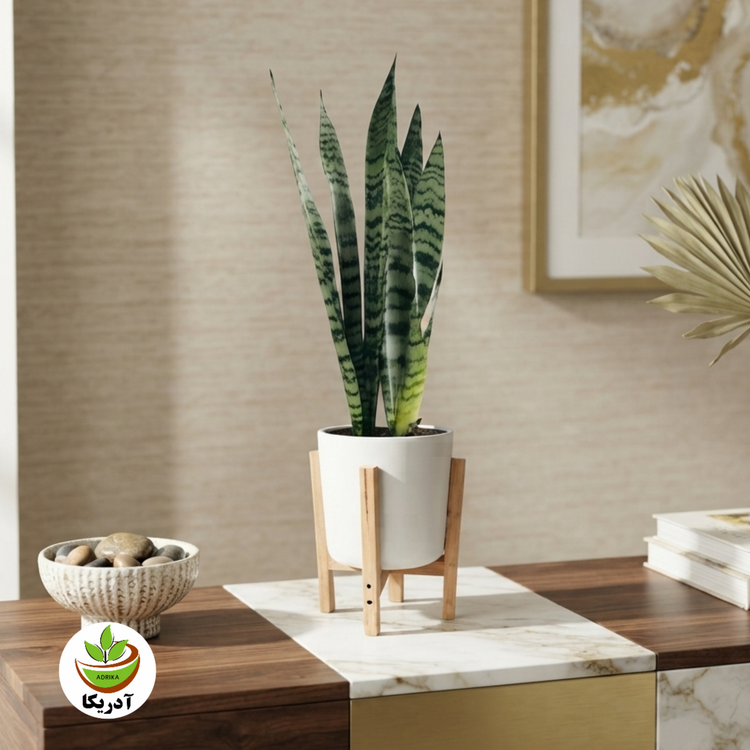 گیاه طبیعی سانسوریا ابلق