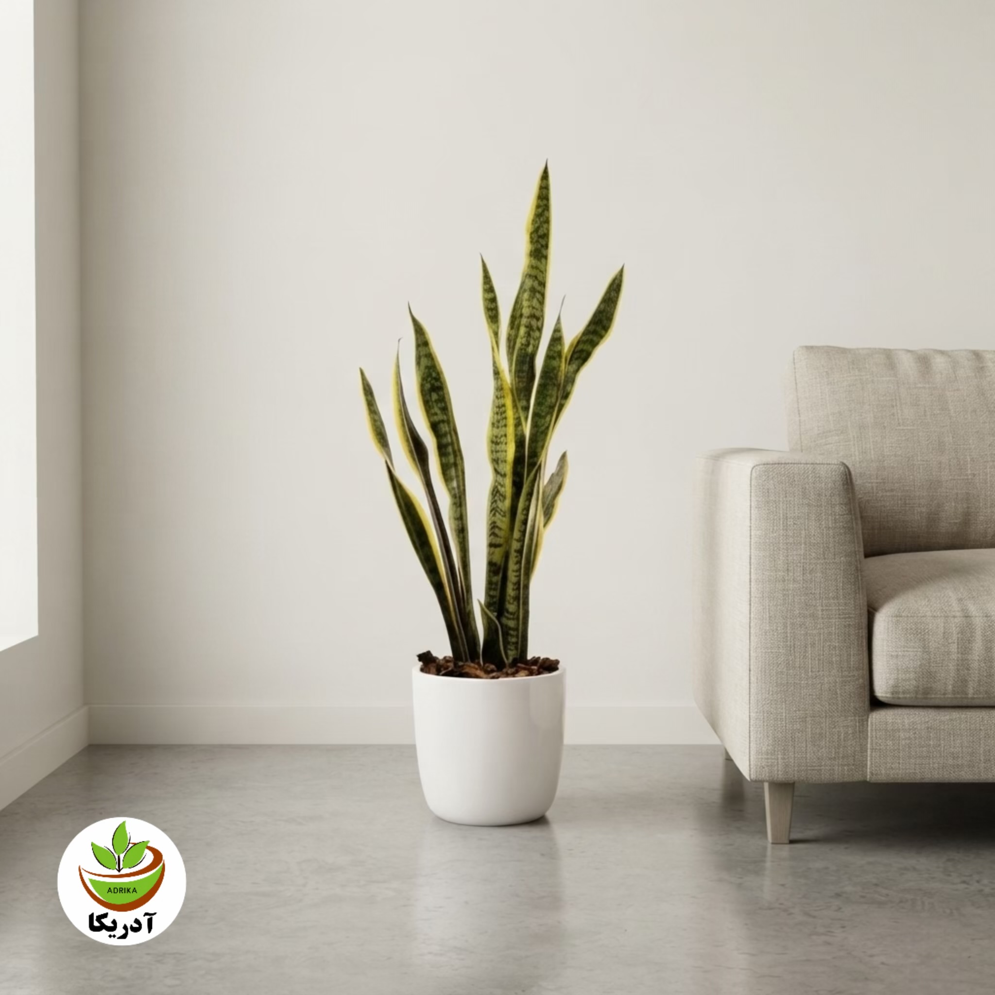 گیاه طبیعی سانسوریا ابلق