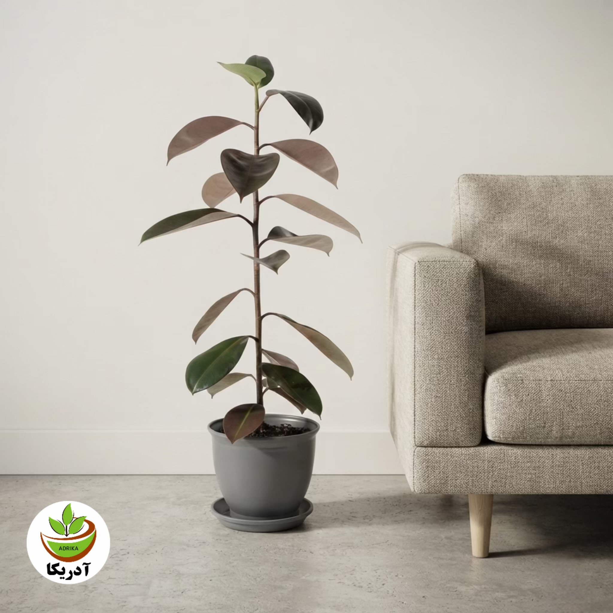 گیاه طبیعی فیکوس الاستیکا