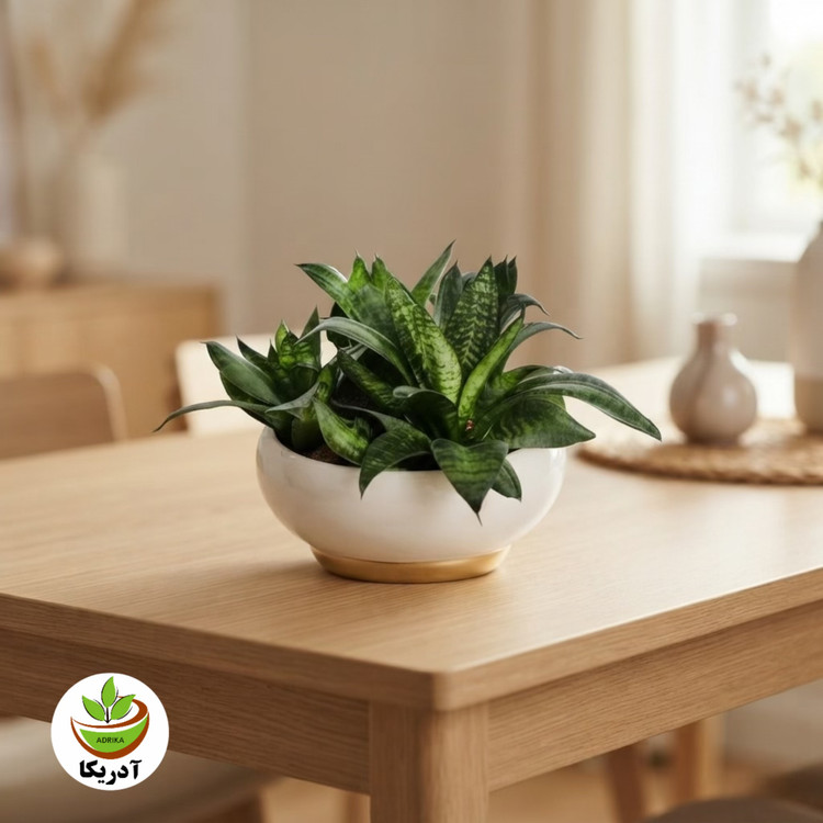 گیاه طبیعی سانسوریا پاکوتاه