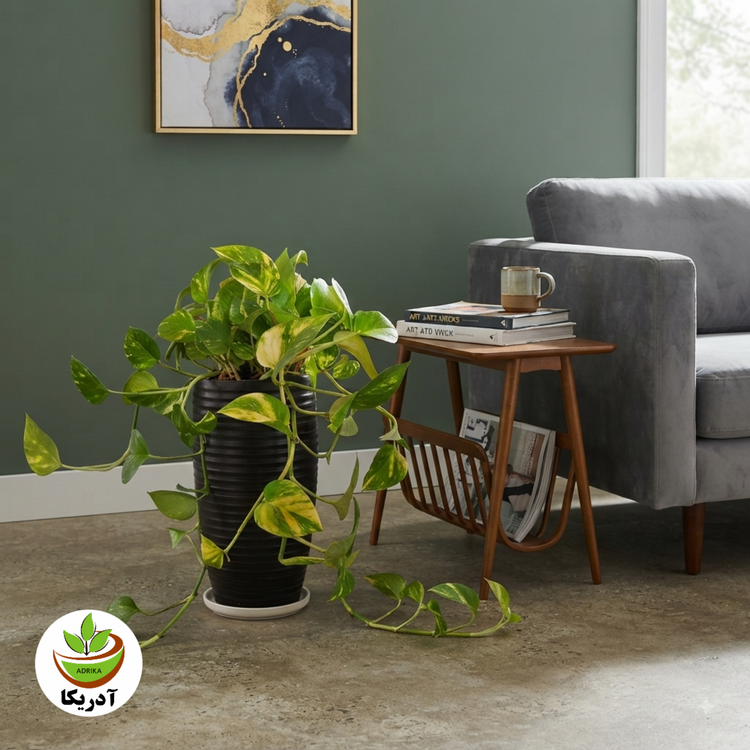 گیاه طبیعی پتوس کد 0210