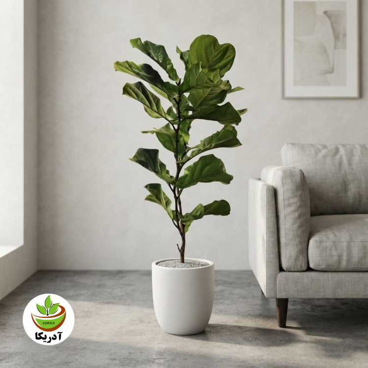 گیاه طبیعی فیکوس لیراتا یا آفریقایی مدل GTL132