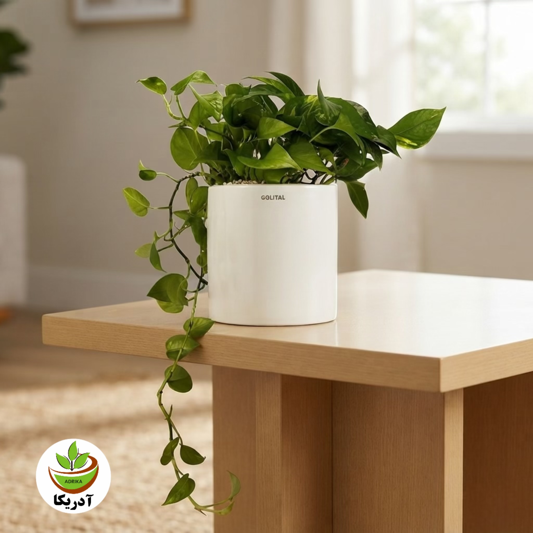 گیاه طبیعی پتوس سبز
