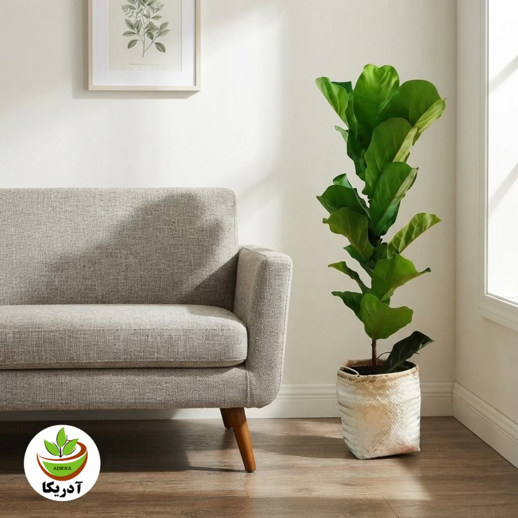 گیاه طبیعی فیکوس آفریقایی مدل P1002