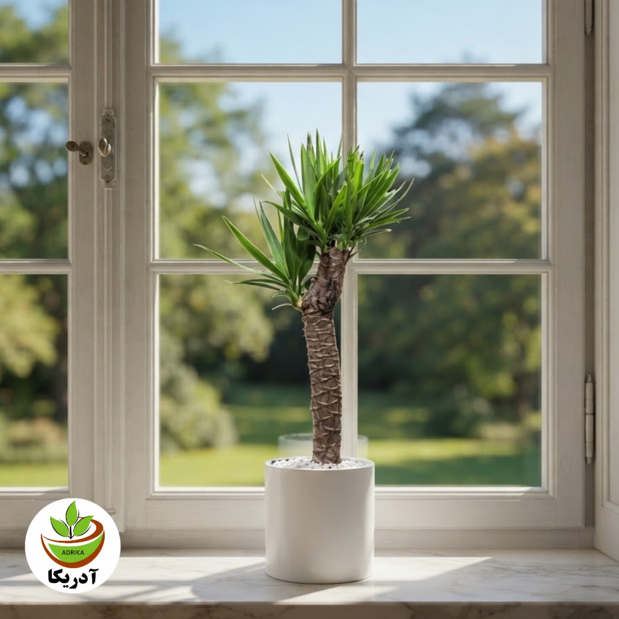 گیاه طبیعی یوکا با گلدان سرامیک