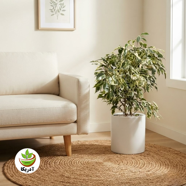 گیاه طبیعی بنجامین ابلق