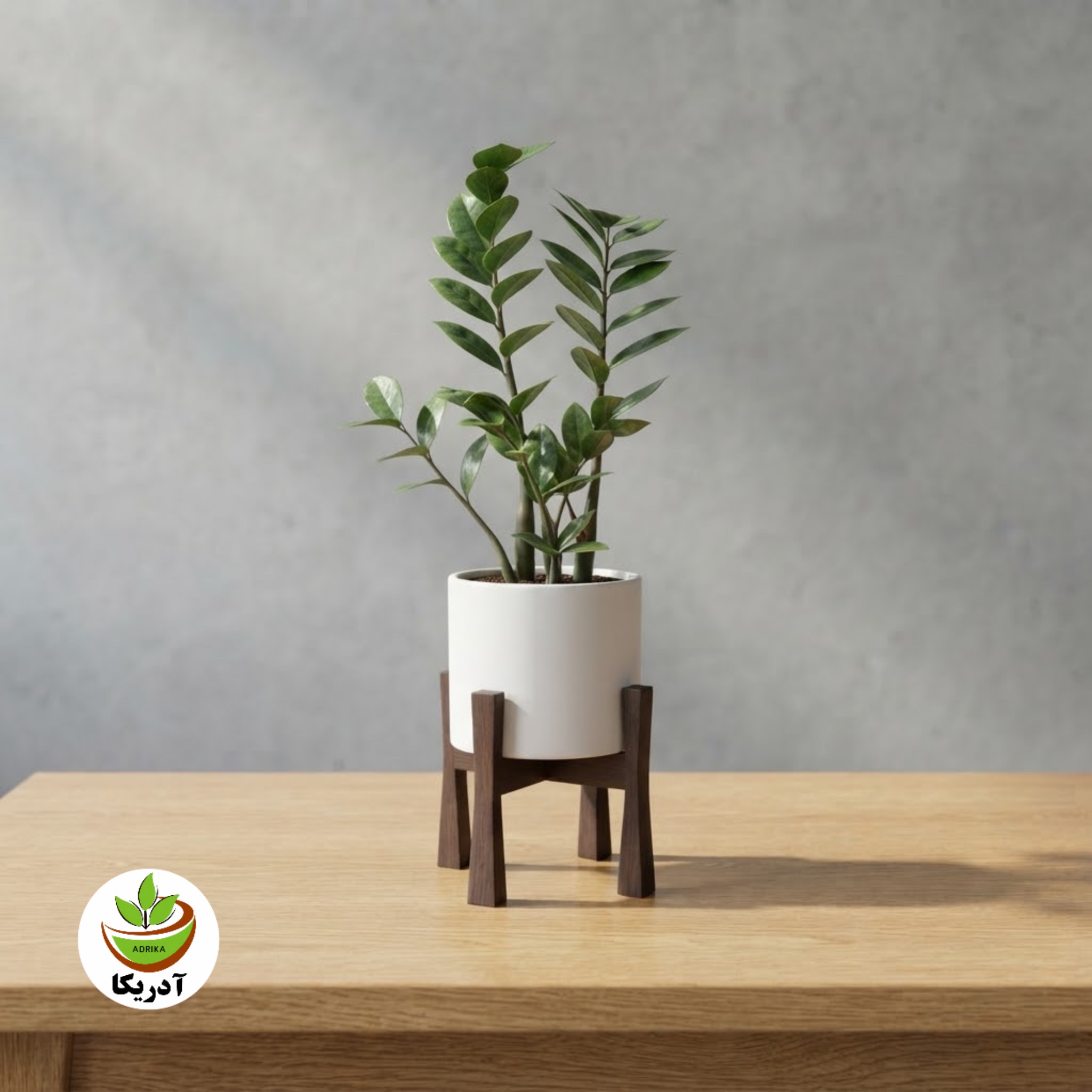 گیاه طبیعی زاموفیلیا باگلدان سرامیک وپایه چوبی