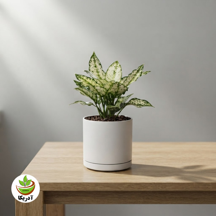گیاه طبیعی آگلونما سفید با گلدانسرامیک