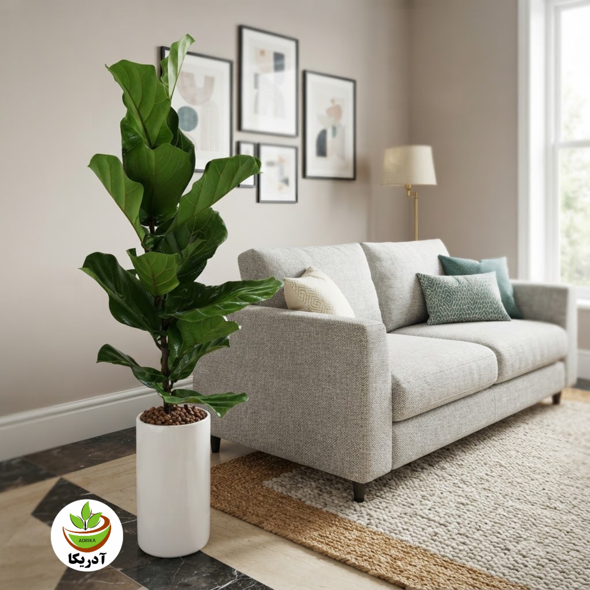 گیاه طبیعی فیکوس لیراتا یا فیکوس آفریقایی