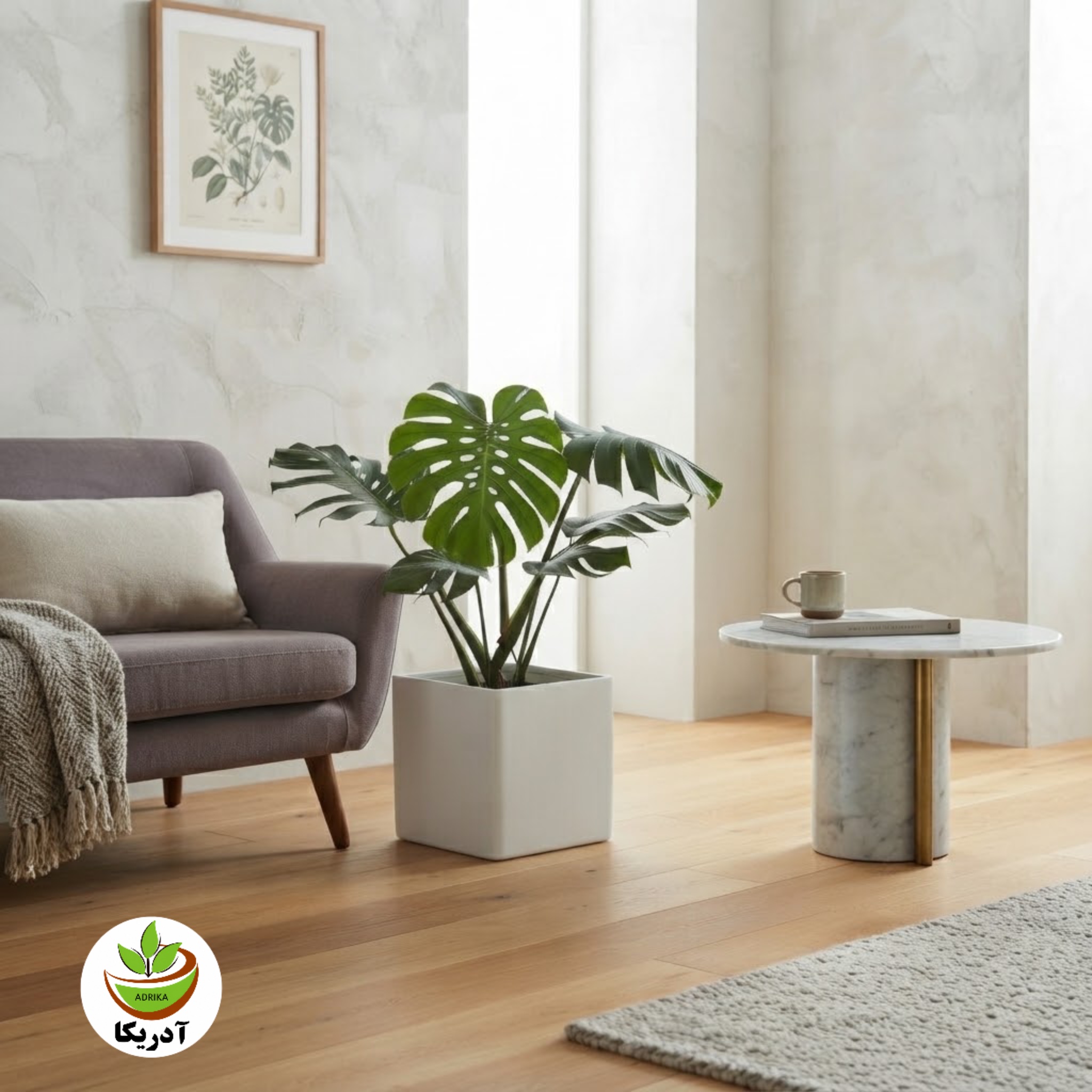گیاه طبیعی برگ انجیری مانسترا