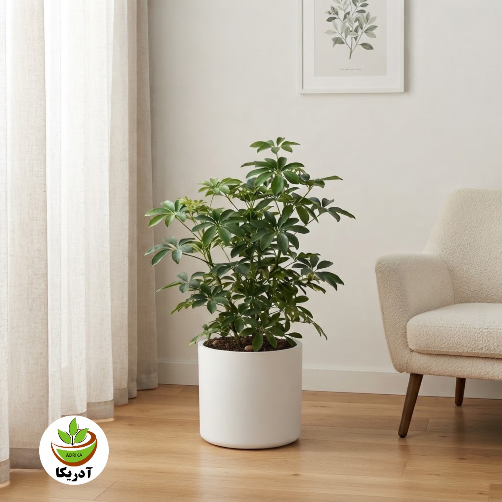 گیاه طبیعی شفلرا