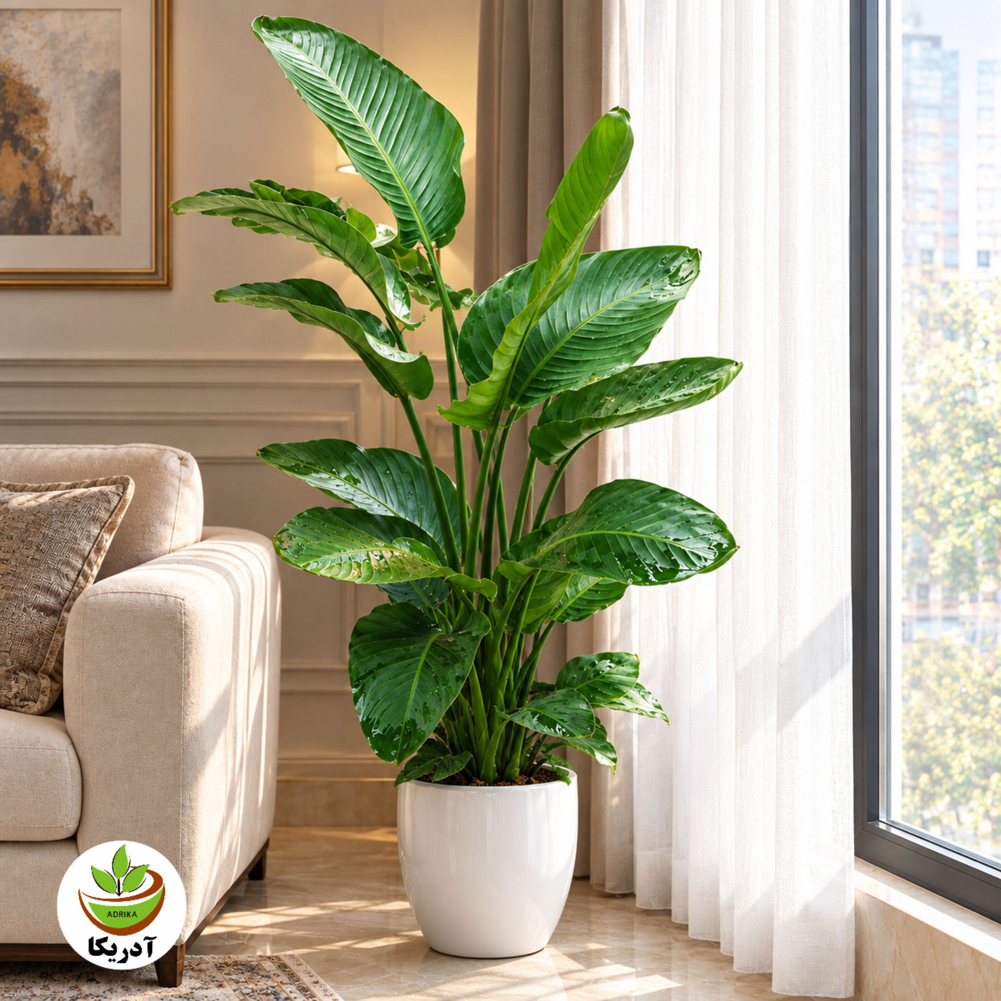 گیاه طبیعی نخل نیکولای