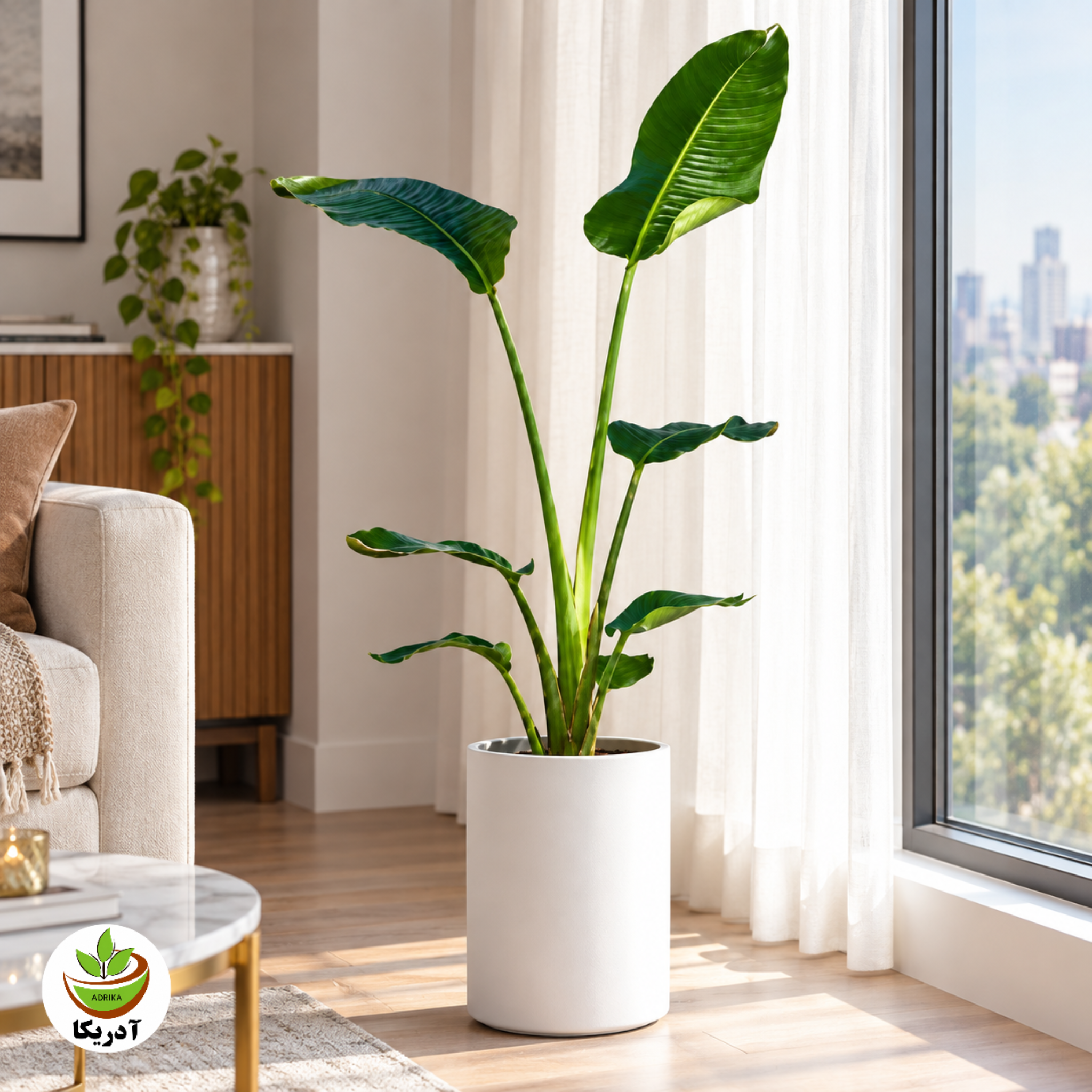 گیاه طبیعی نخل نیکولای