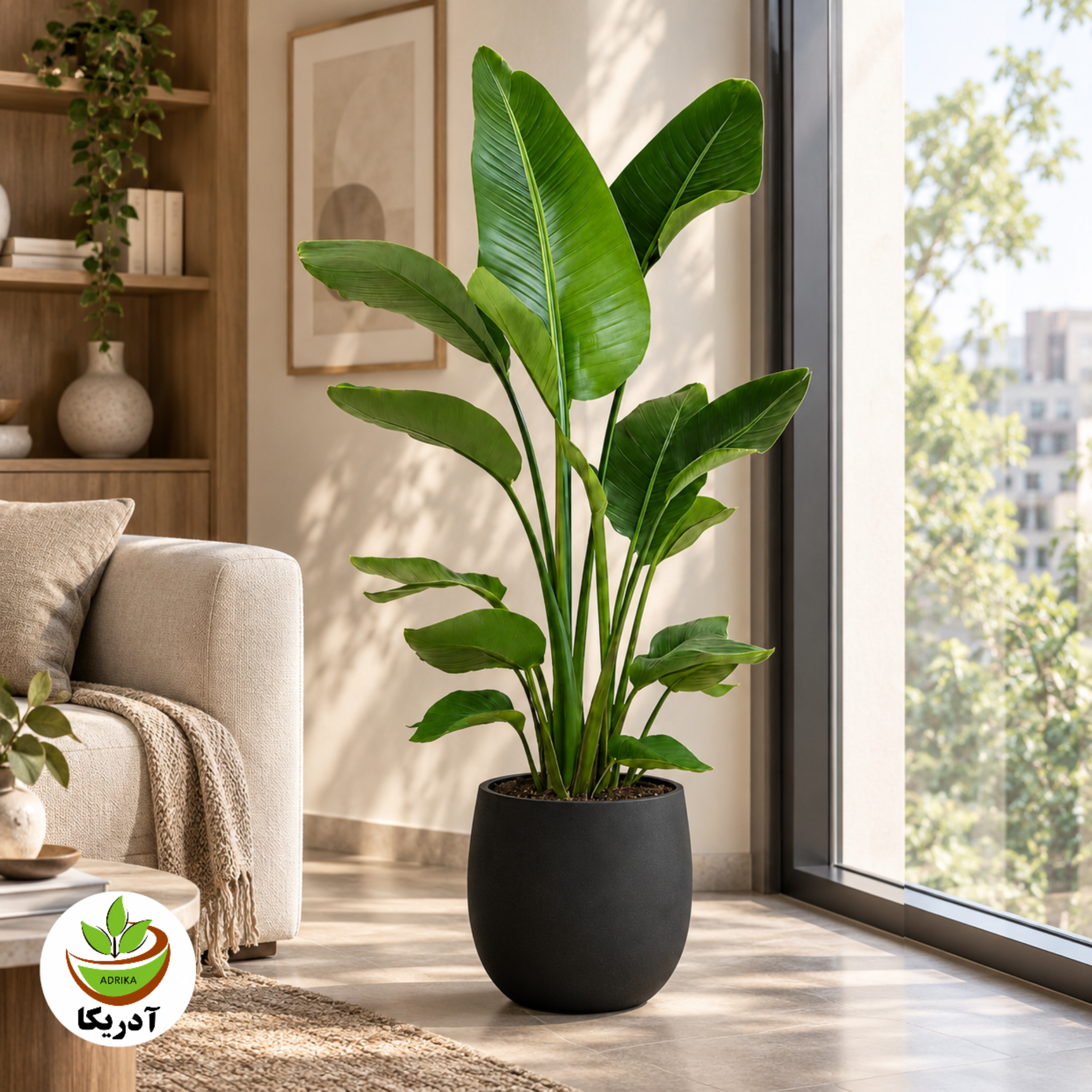 گیاه نخل نیکولای