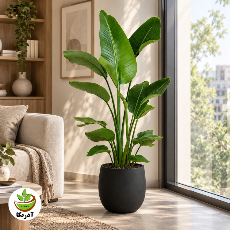 گیاه نخل نیکولای
